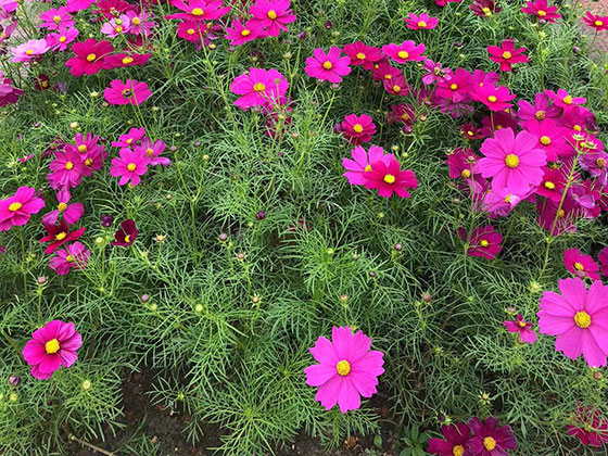 靖江鲜花绿植公司,批发绿化苗木/鲜花,用心养护